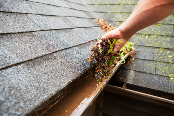 How Clogged Gutters Become Mosquito Breeding Grounds in Central Florida