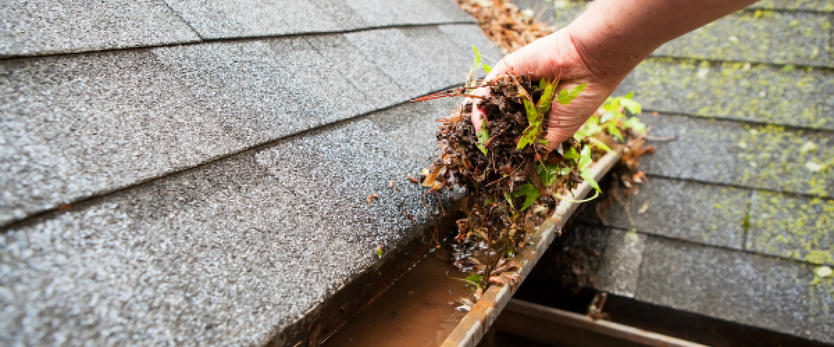 How Clogged Gutters Become Mosquito Breeding Grounds in Central Florida